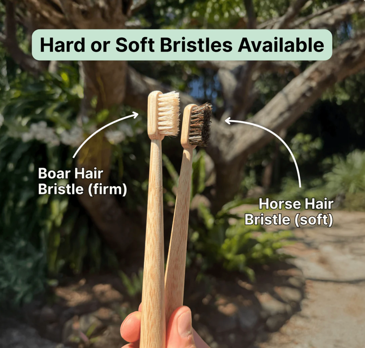 TOXIN DODGER Boar or Horse Bristle Toothbrush (4 Pack)